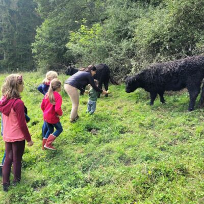 Kinder füttern Rinder auf einer Weide auf dem Landgut Pfauenhof in der Eifel